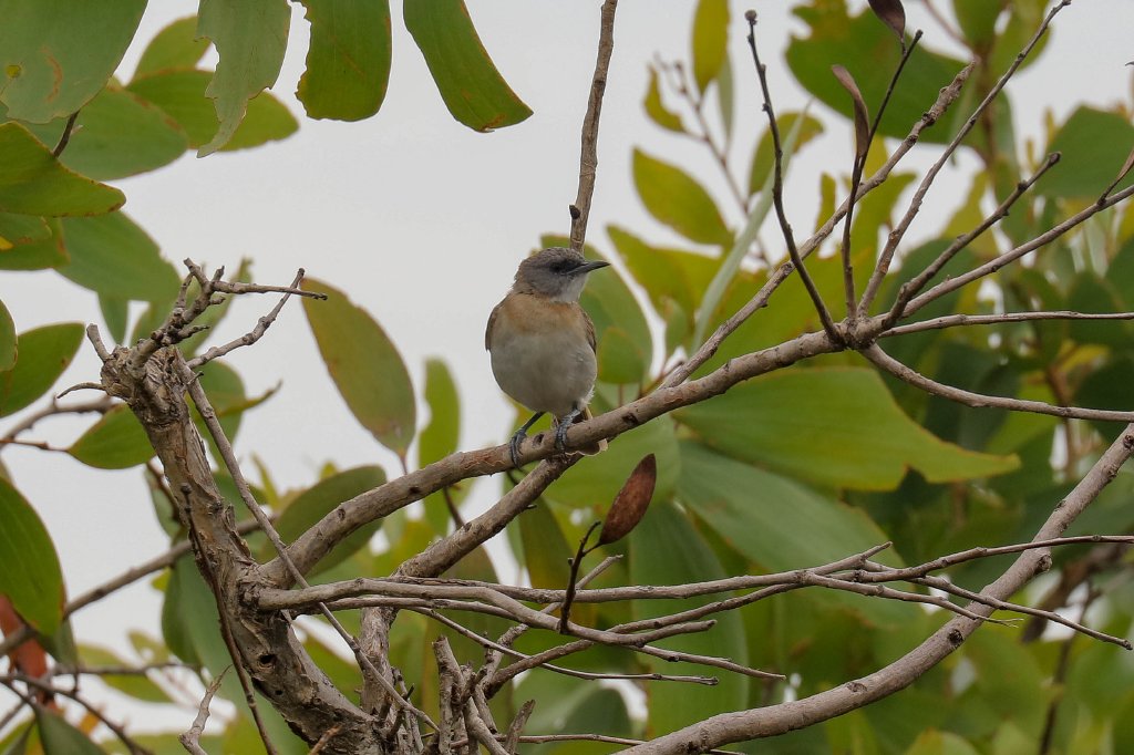 Rufous-banded Honeyeater