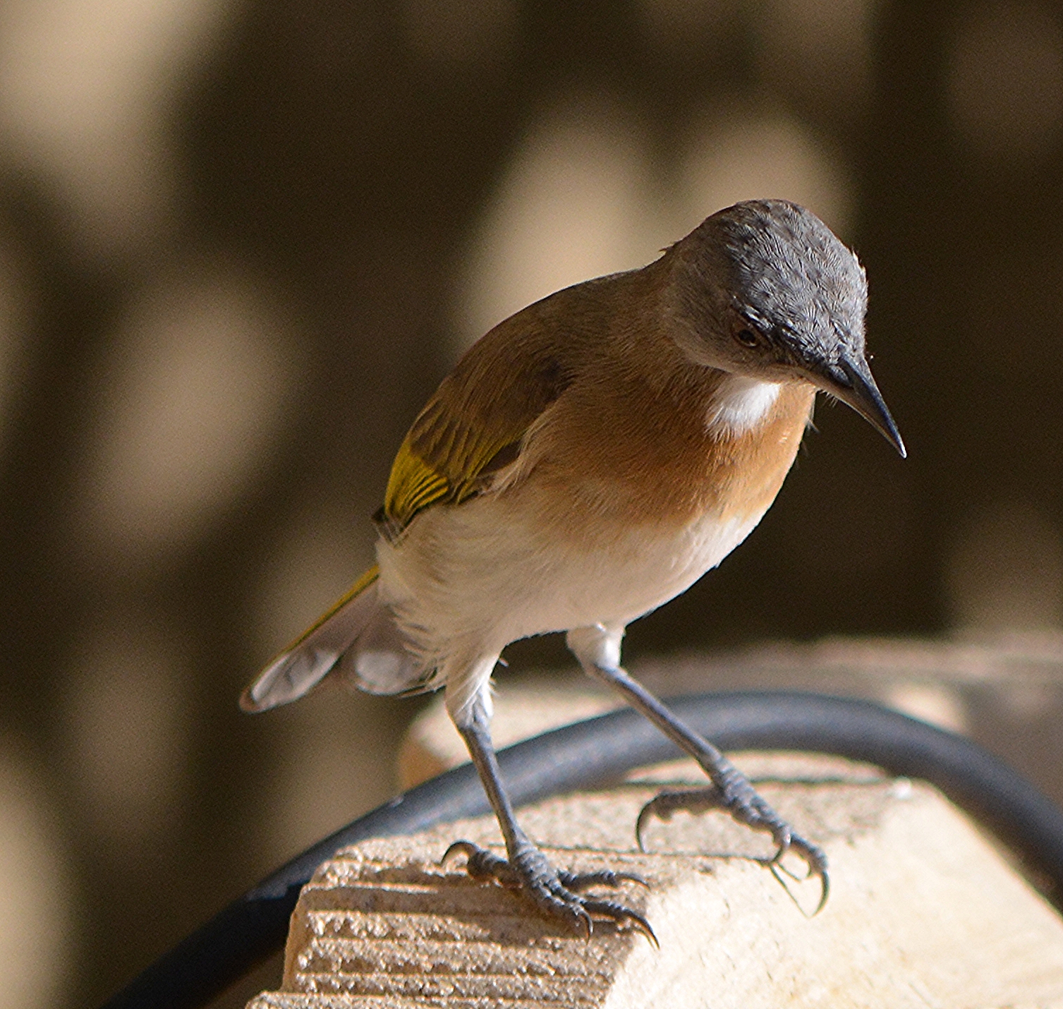 Rufous-banded honeyeater