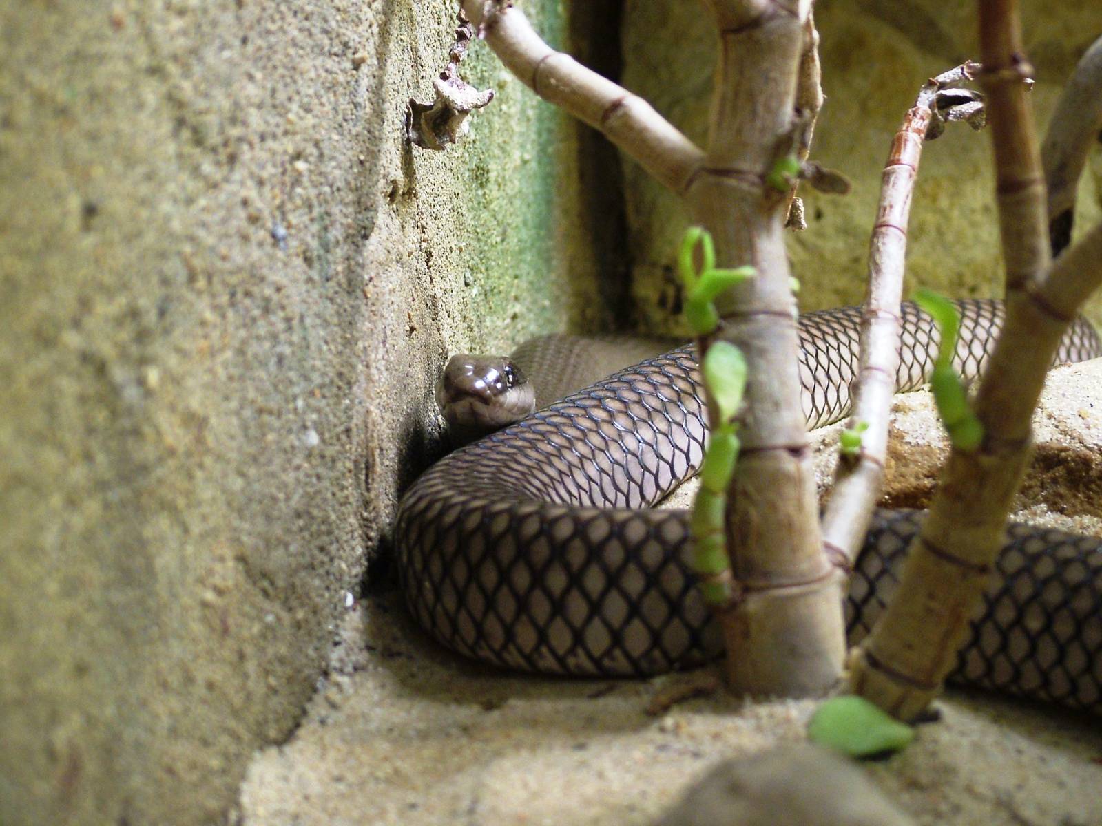 Rufous Beaked Snake at Prague, 25/08/12