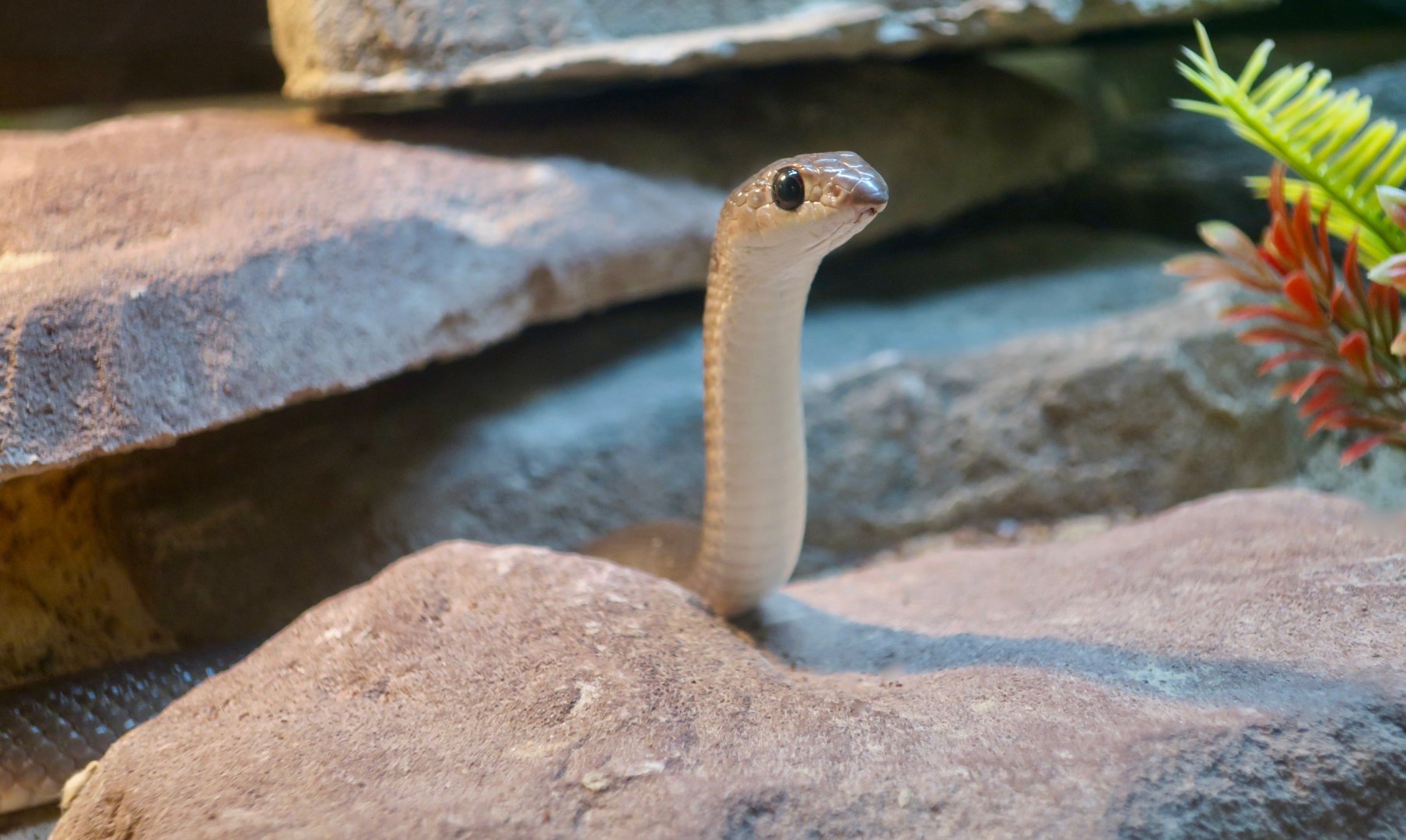 Rufous Beaked Snake (Rhamphiophis oxyrhynchus)