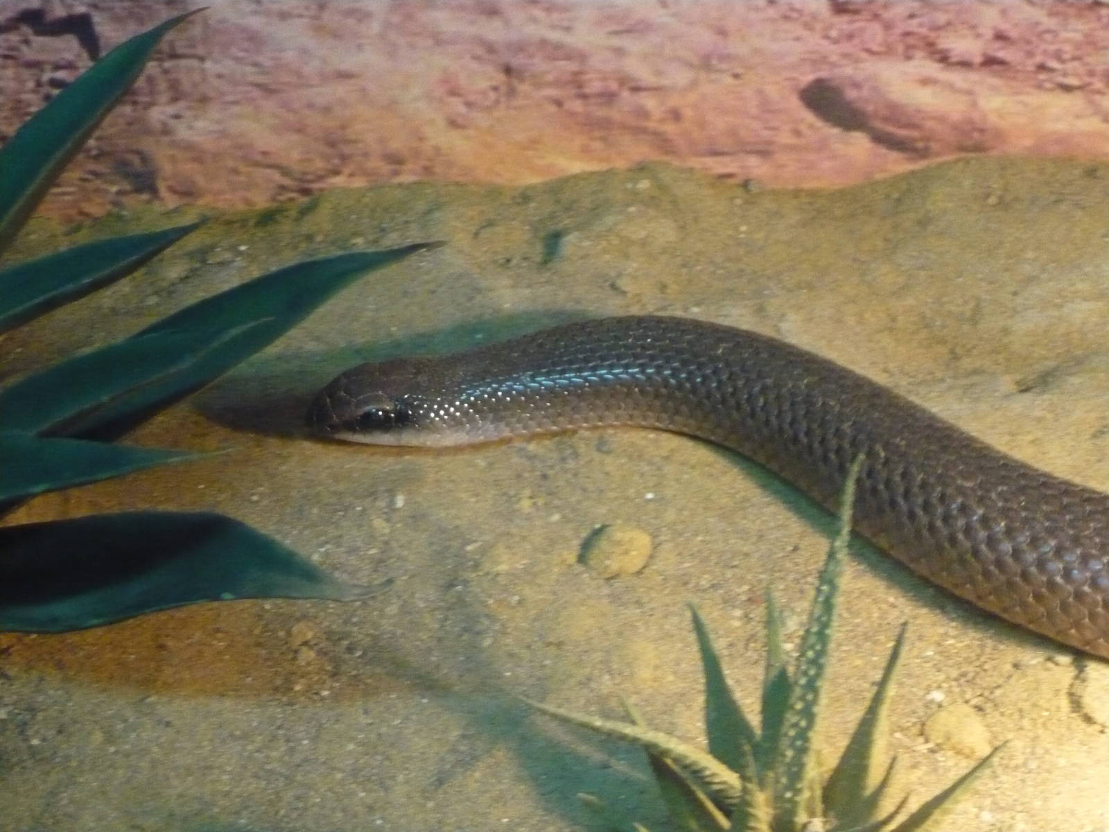 Rufous beaked snakes (Rhamphiophis rostratus)