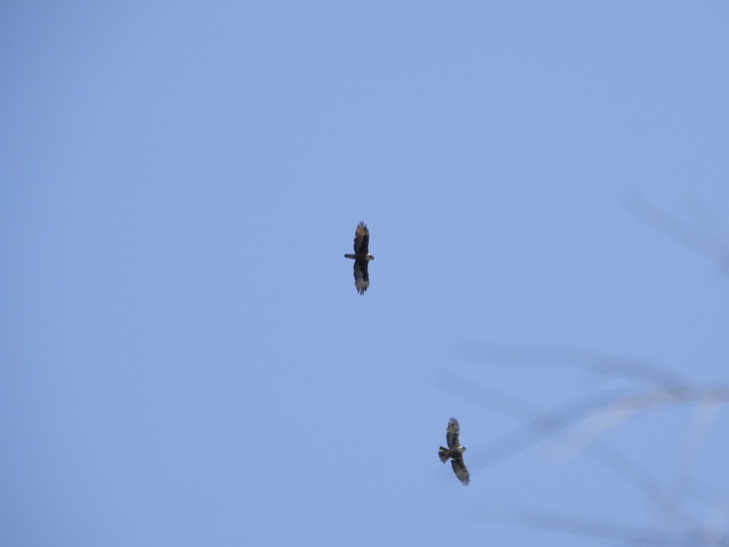 Rufous-bellied eagle