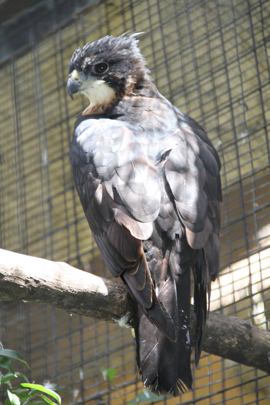 Rufous-bellied Hawk-Eagle (Lophotriorchis kienerii)