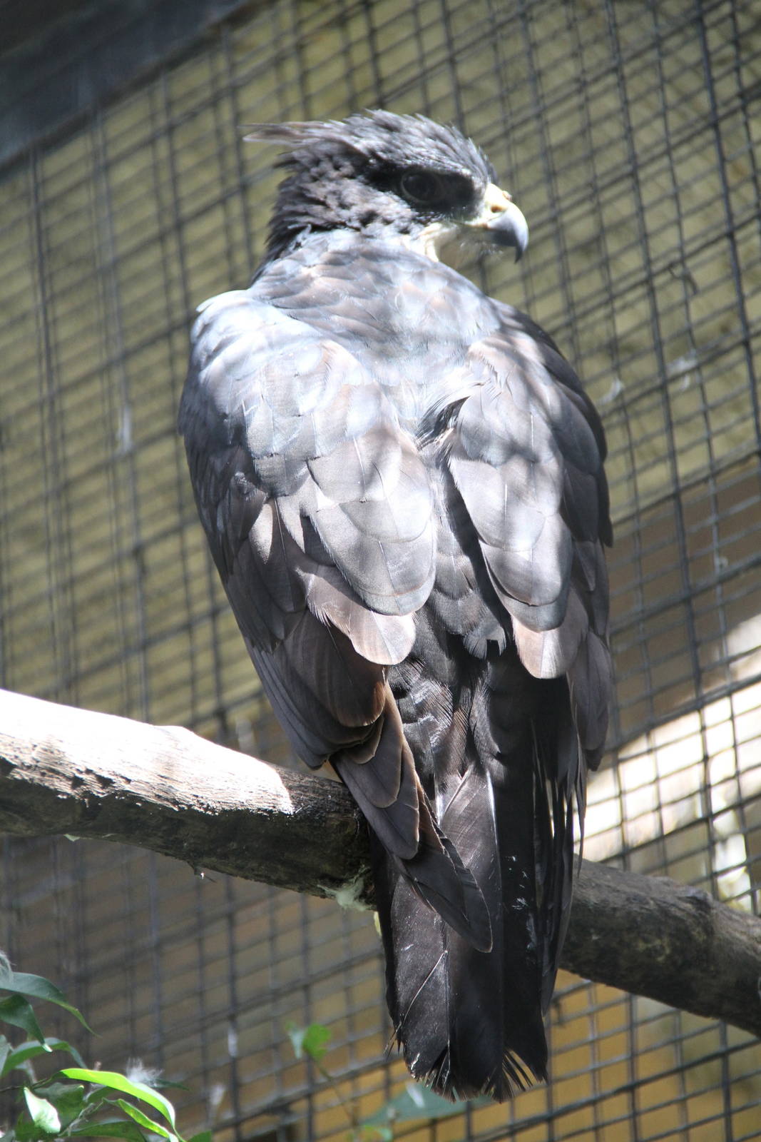 Rufous-bellied Hawk-Eagle (Lophotriorchis kienerii)