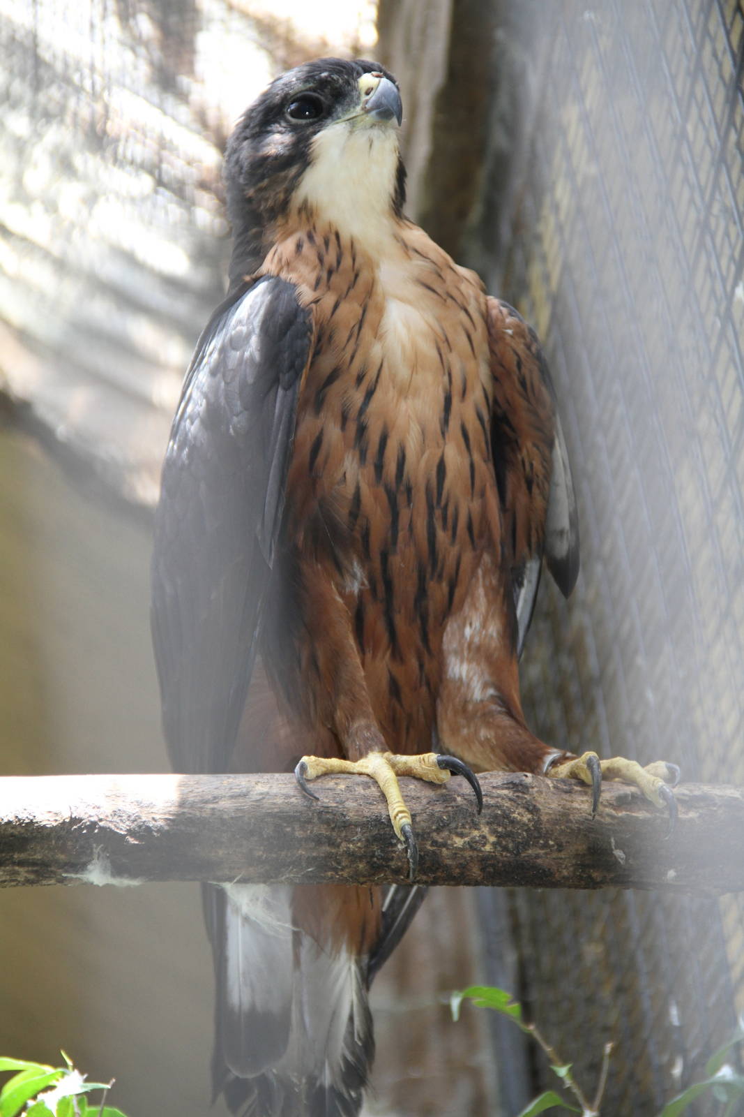 Rufous-bellied Hawk-Eagle (Lophotriorchis kienerii)