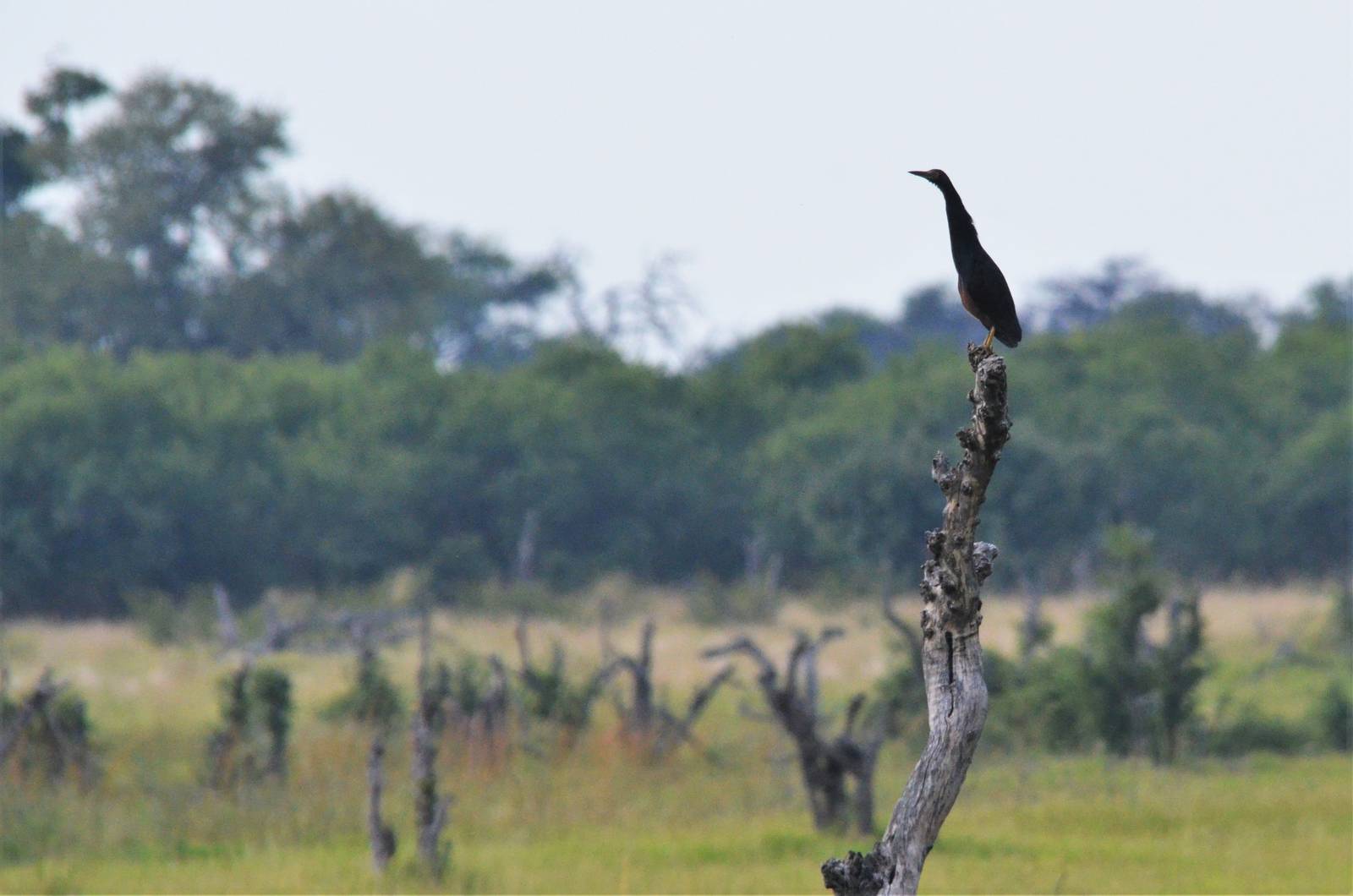 Rufous-bellied Heron, Khwai Community Area, Botswana, 24/04/16