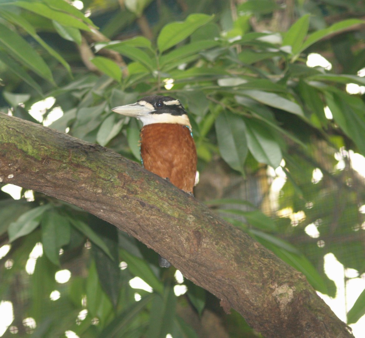 Rufous-bellied Kookaburra (Dacelo gaudichaud), May 2006