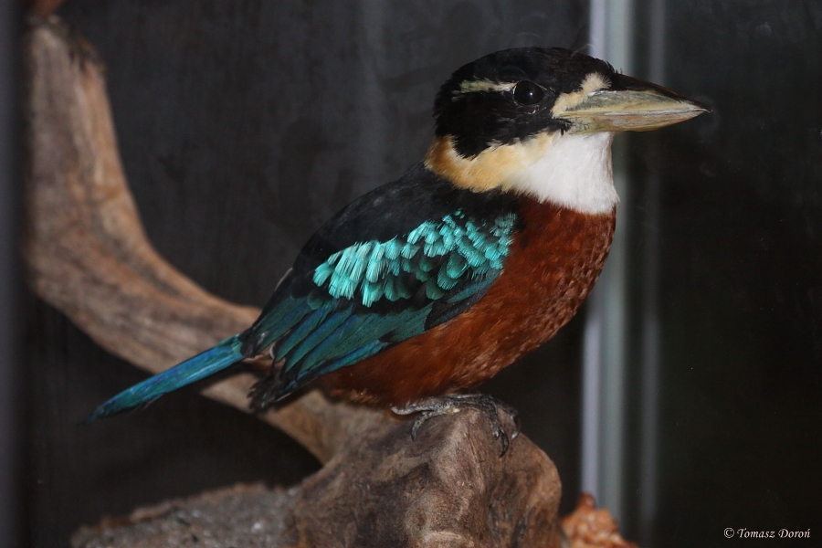 Rufous-bellied Kookaburra (Dacelo gaudichaud) stuffed specimen - September