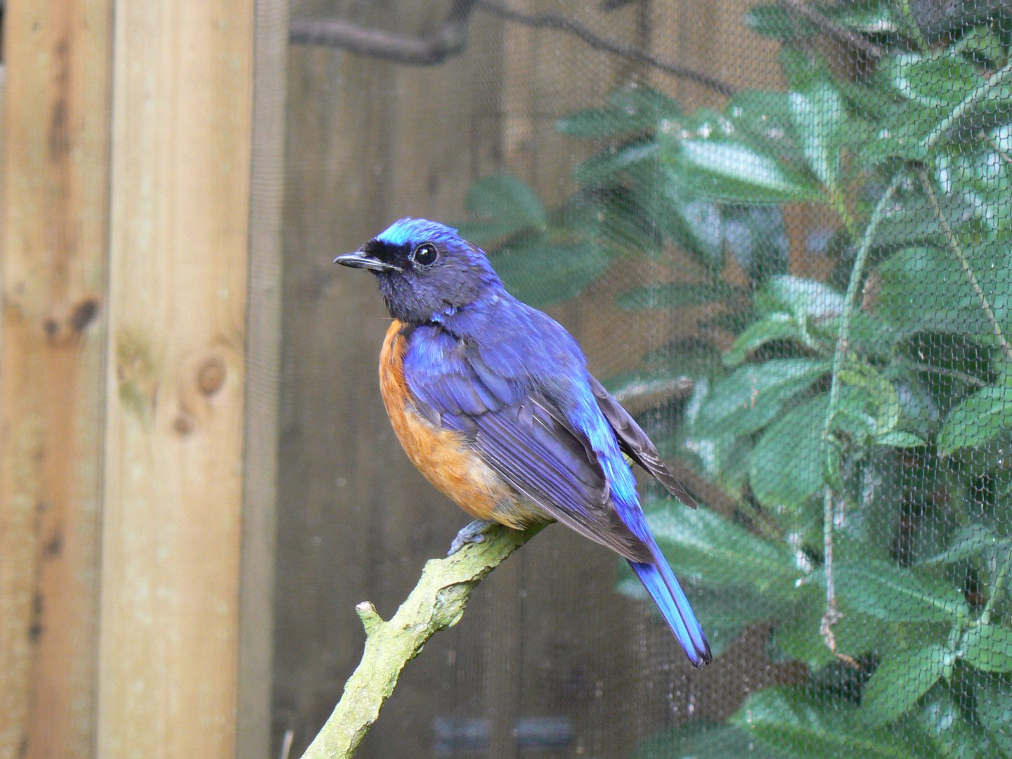 Rufous-bellied Niltava - 11 July 2018
