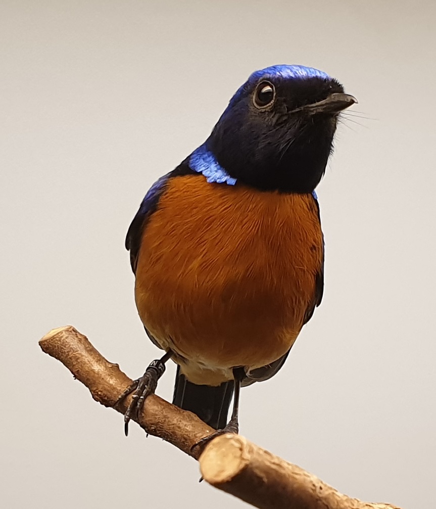 Rufous-bellied niltava - Niltava sundara