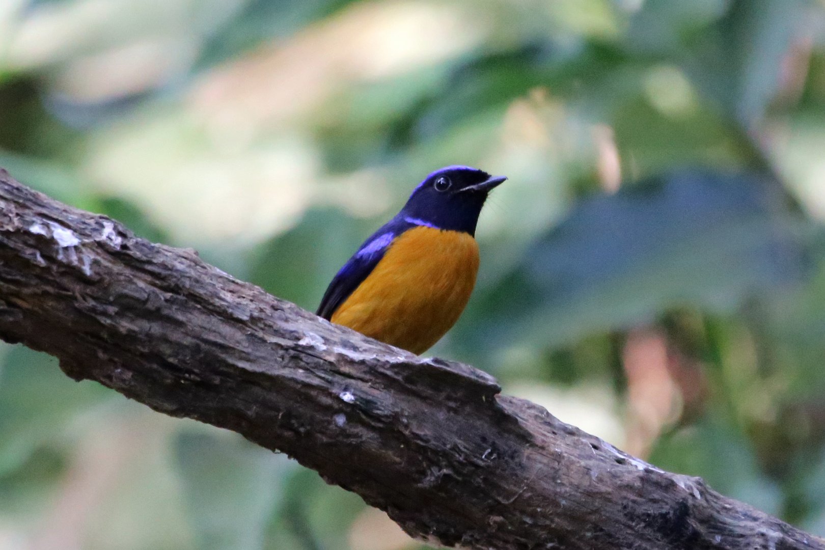Rufous-bellied Niltava (Niltava sundara)