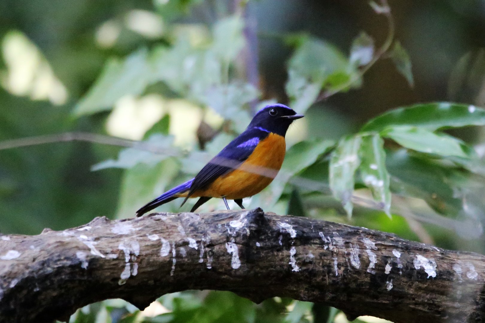 Rufous-bellied Niltava (Niltava sundara)