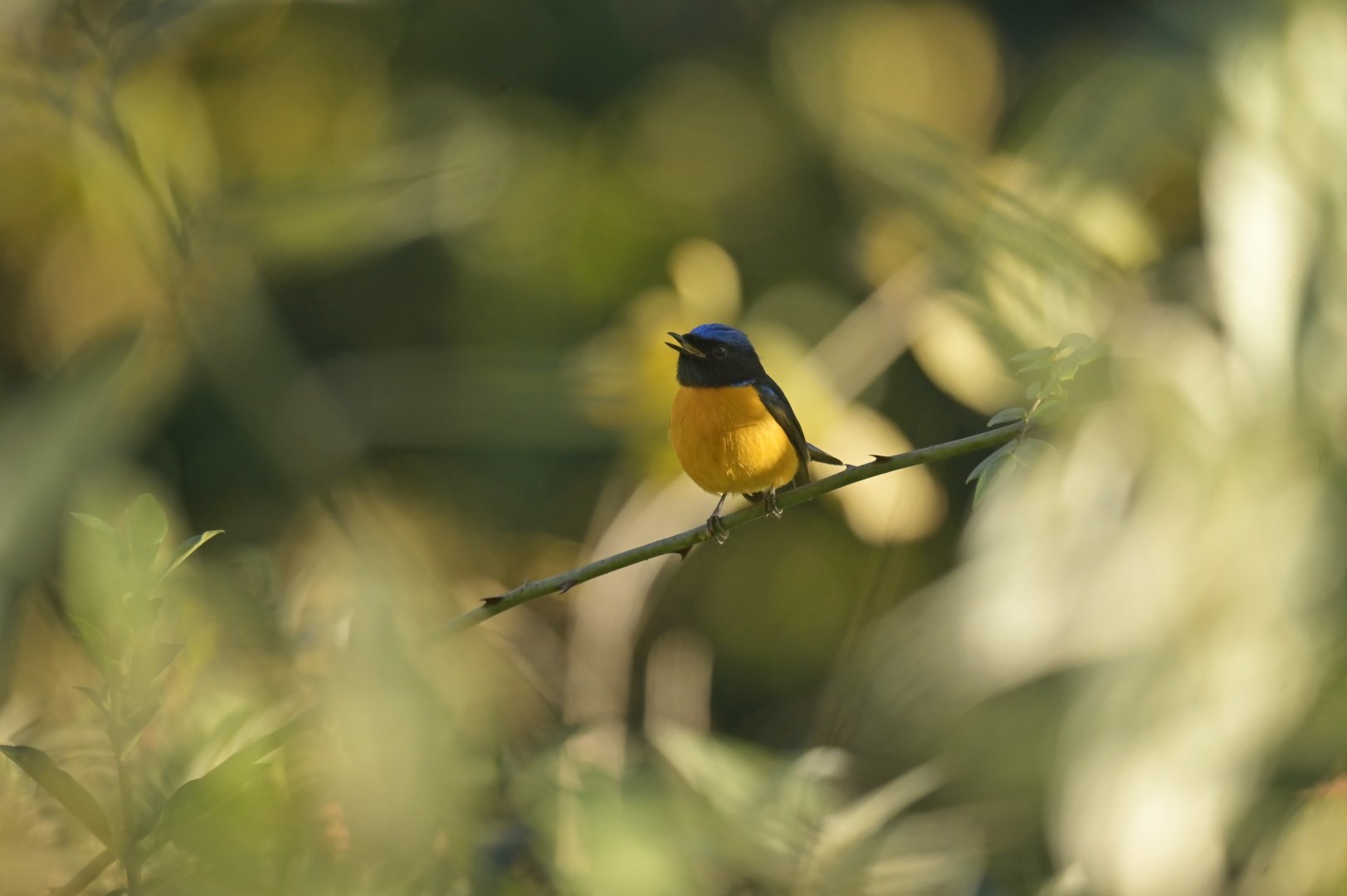 Rufous-bellied Niltava Niltava sundara