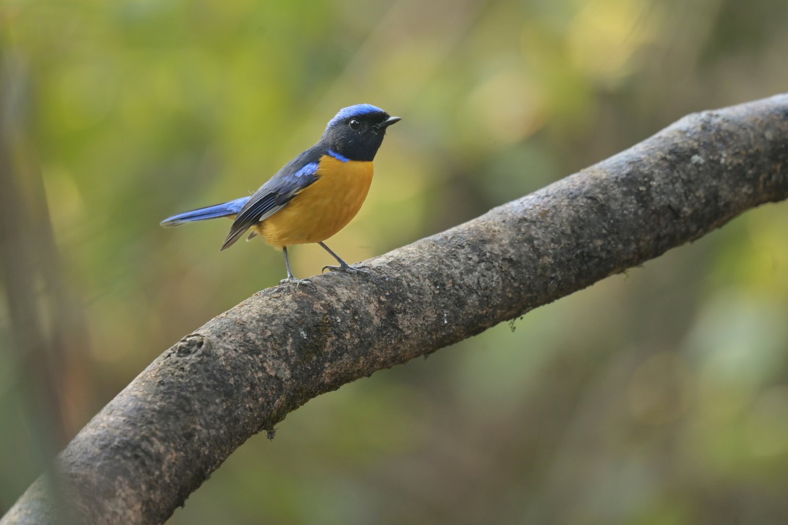 Rufous-bellied Niltava Niltava sundara