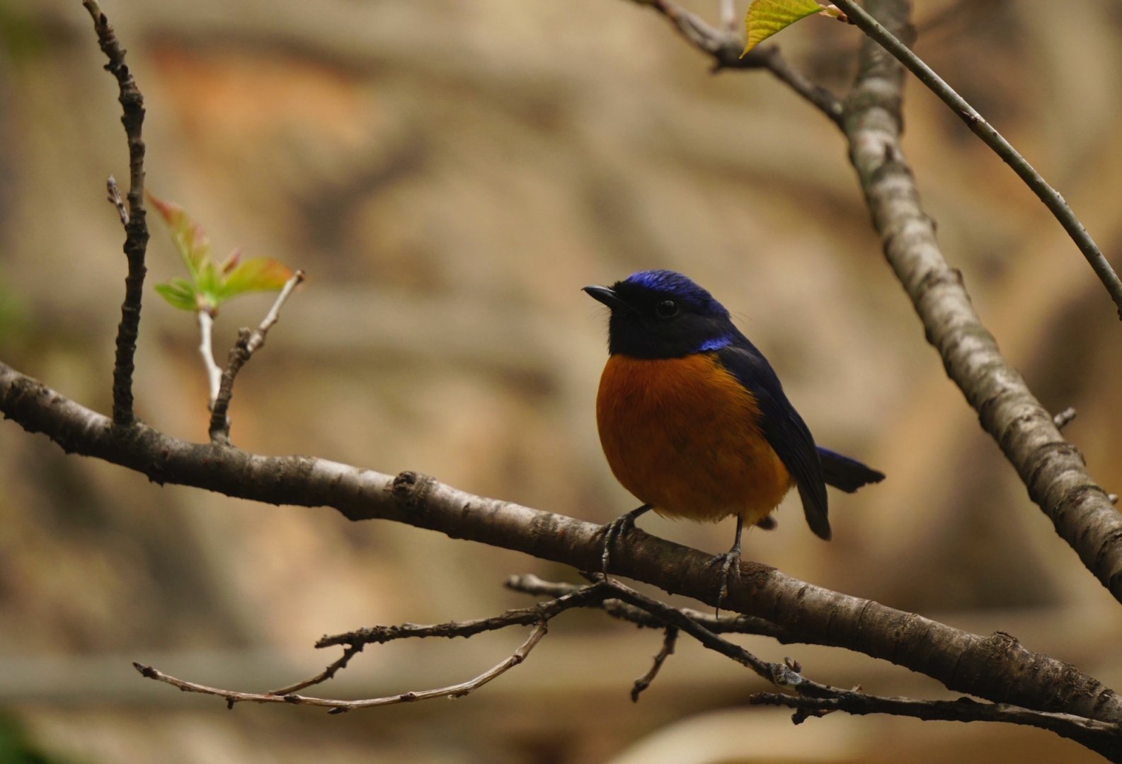 Rufous-bellied Niltava