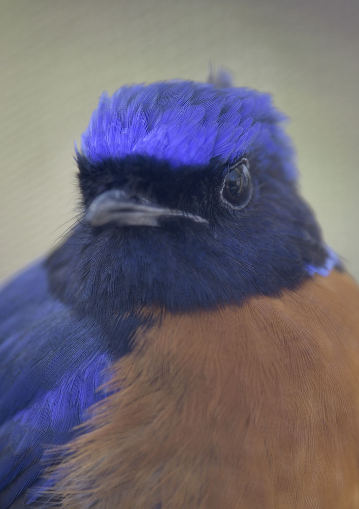 Rufous-bellied niltava