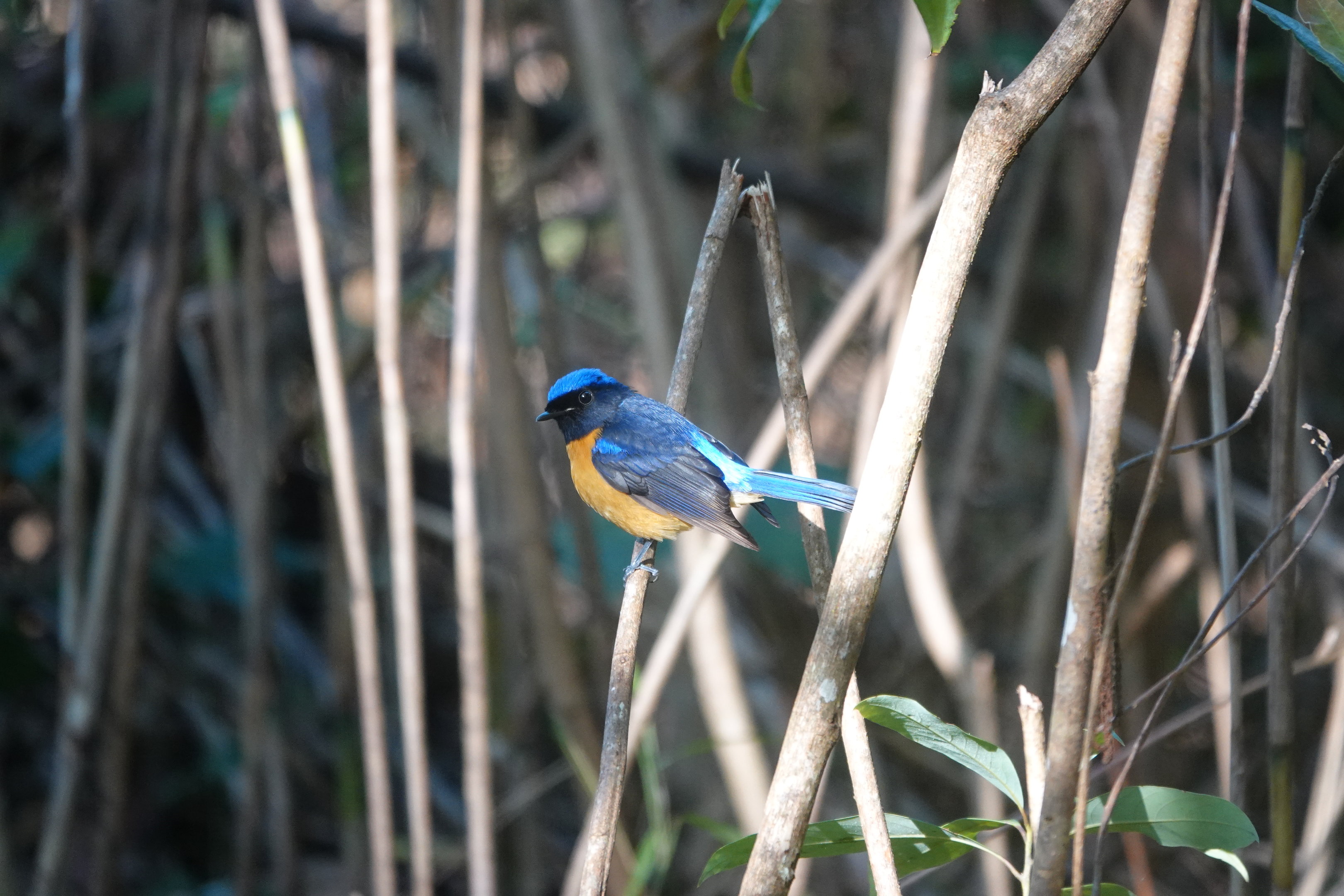 Rufous-bellied Niltava