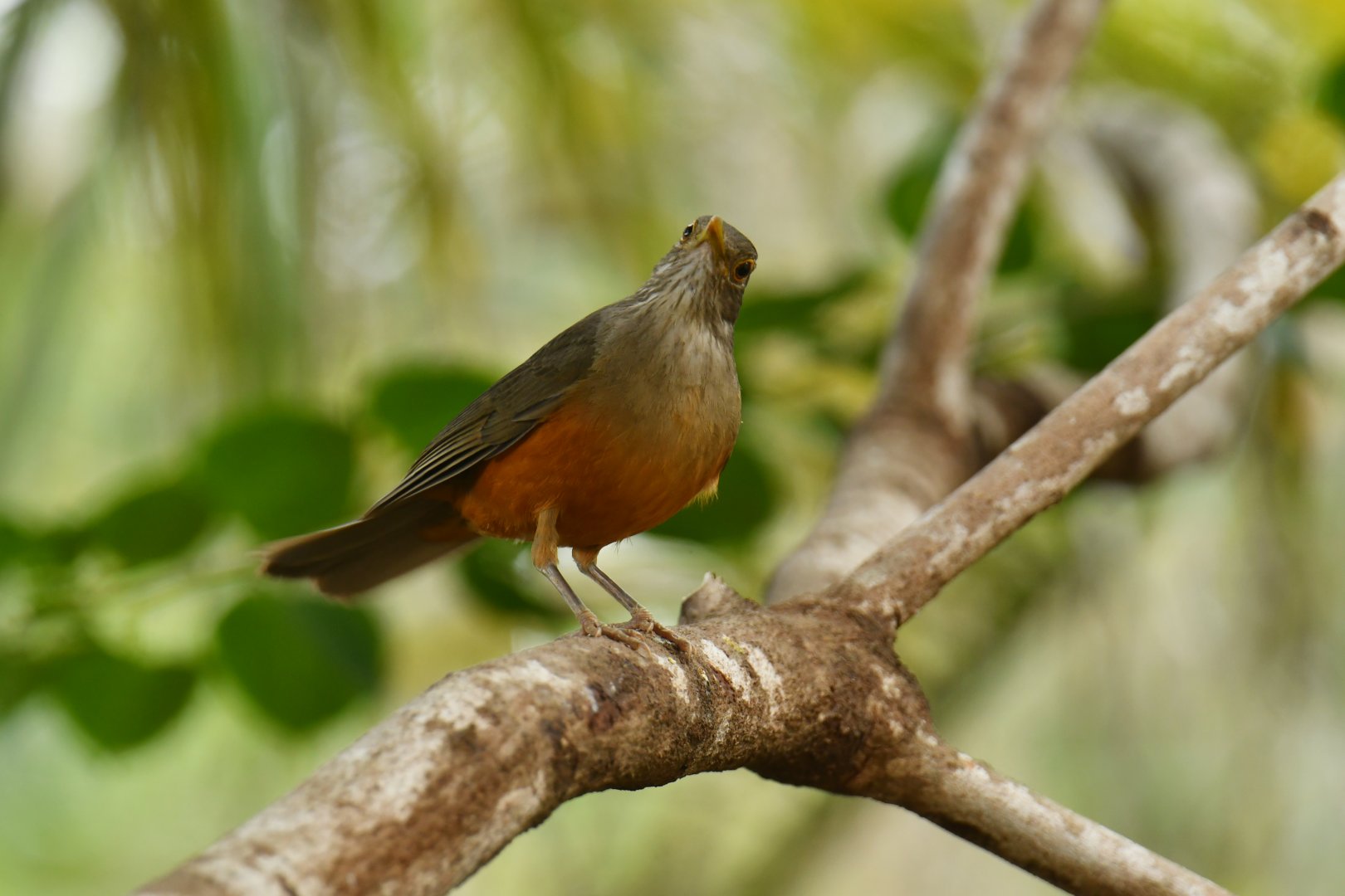 Rufous-bellied Thrush (Turdus rufiventris)