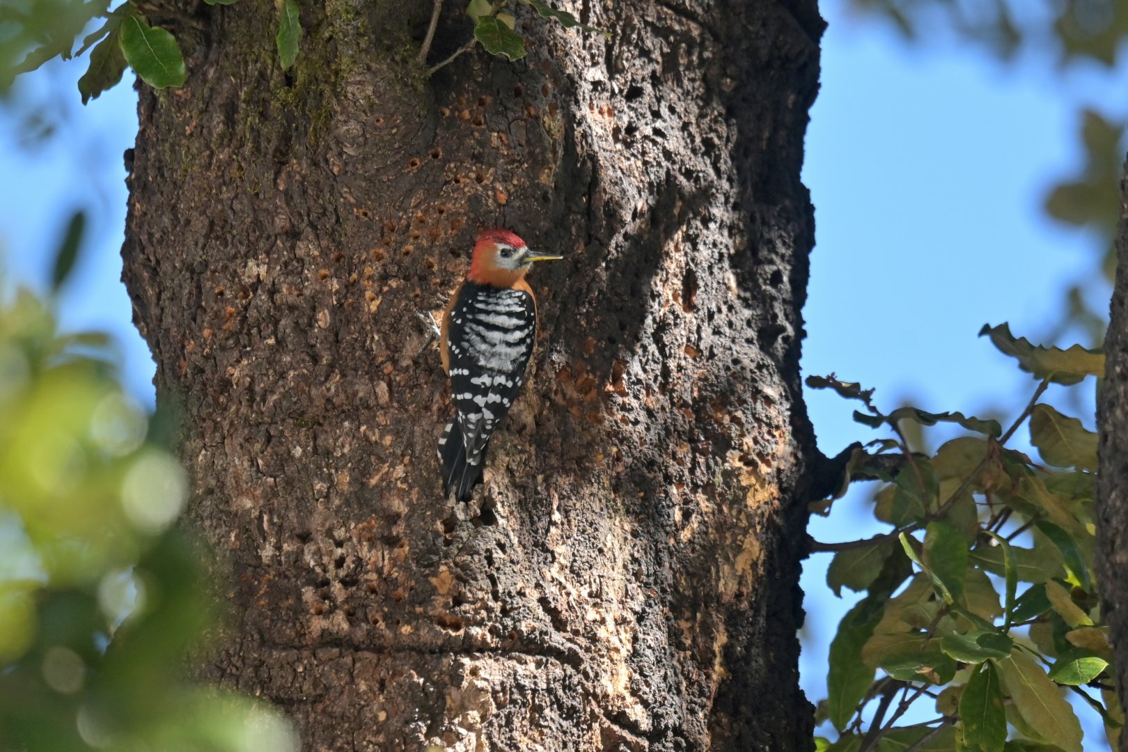 Rufous-bellied Woodpecker Dendrocopos hyperythrus