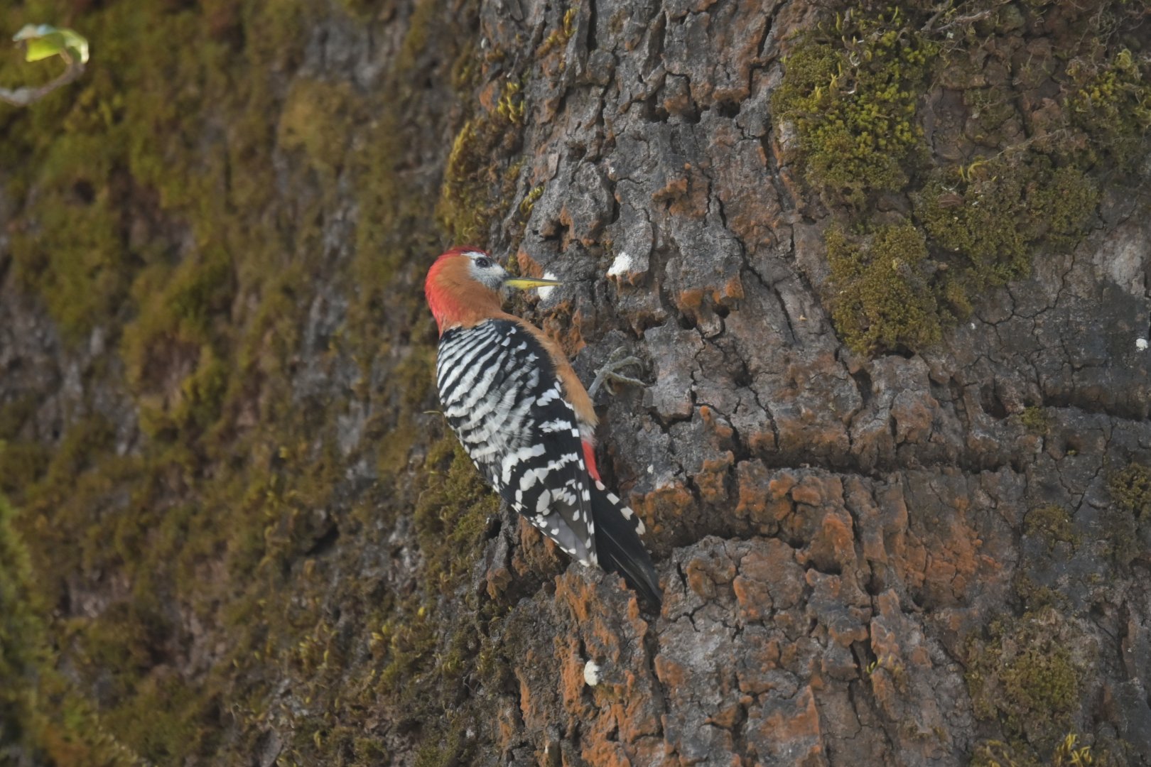 Rufous-bellied Woodpecker Dendrocopos hyperythrus