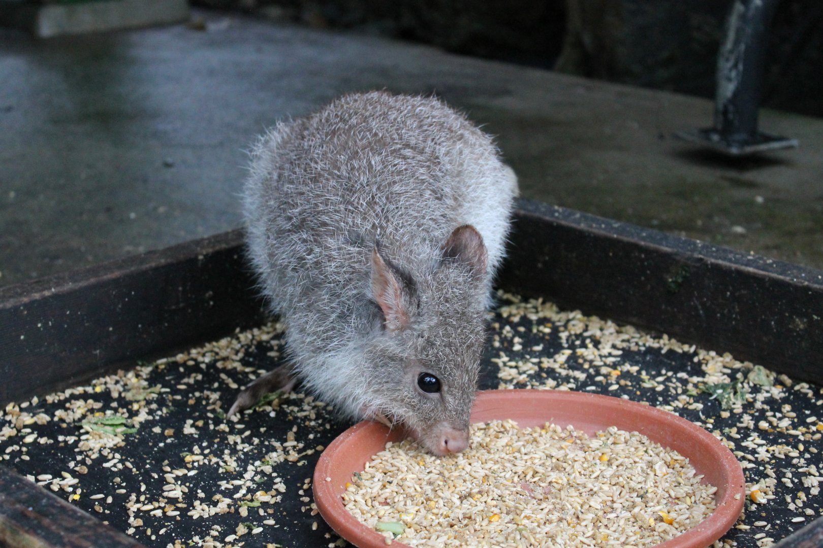 Rufous Bettong (Aepyprymnus rufescens)