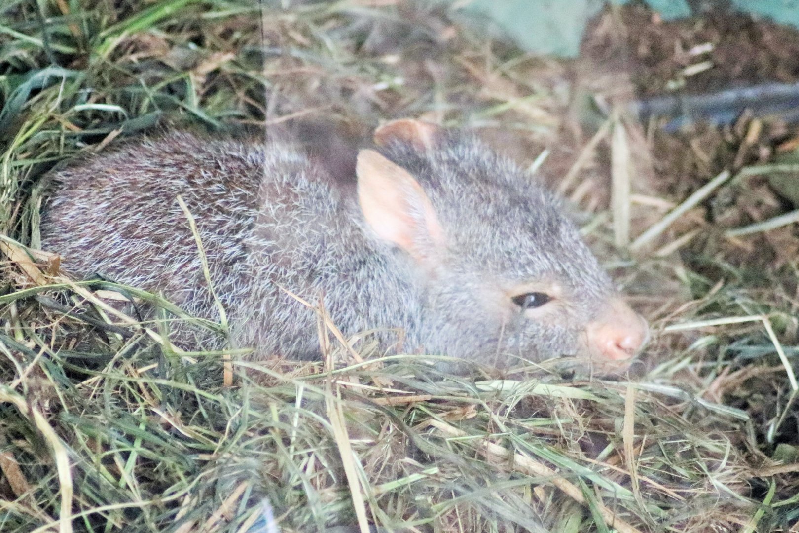 Rufous Bettong (Aepyprymnus rufescens)