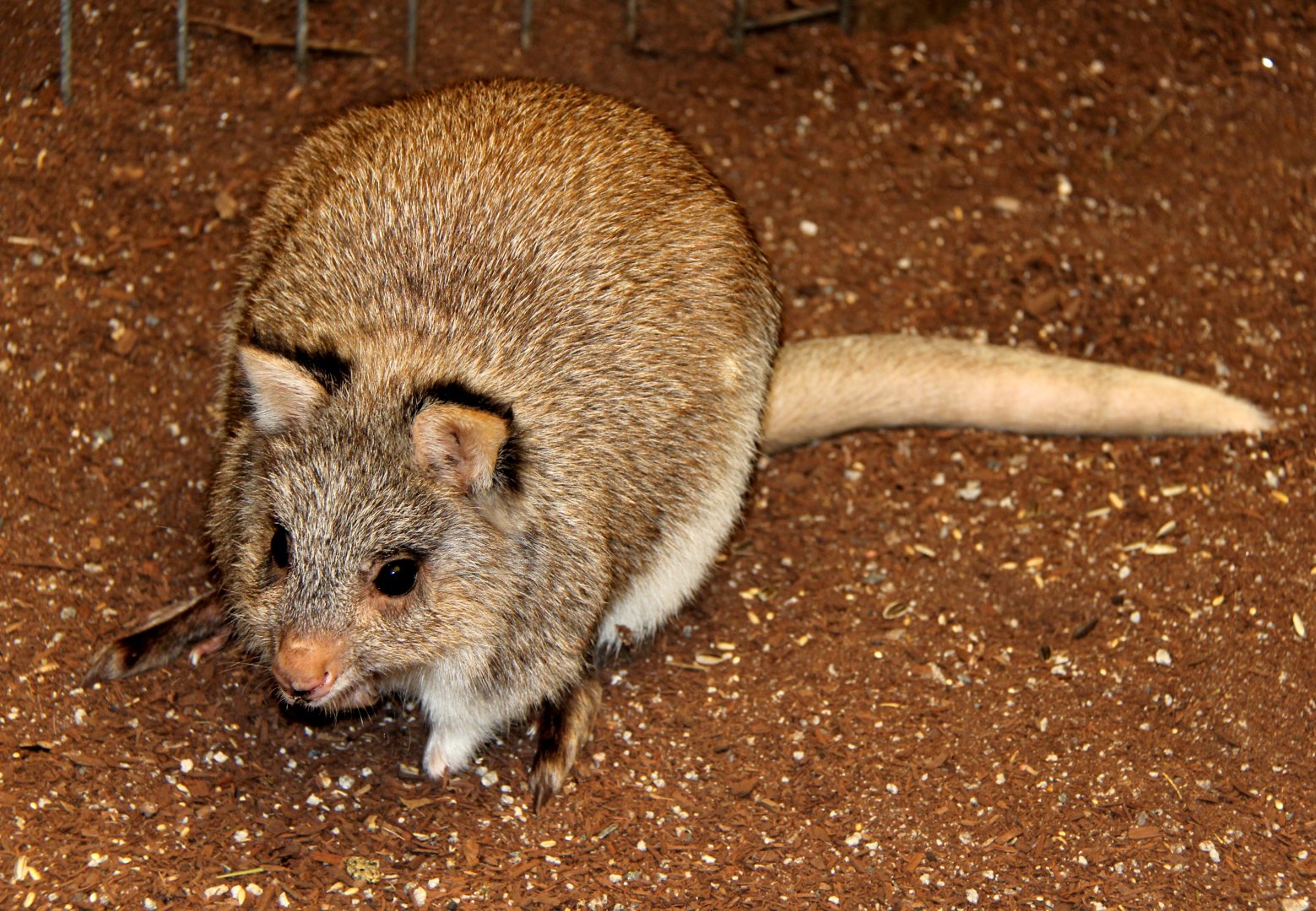 rufous bettong (Aepyprymnus rufescens)
