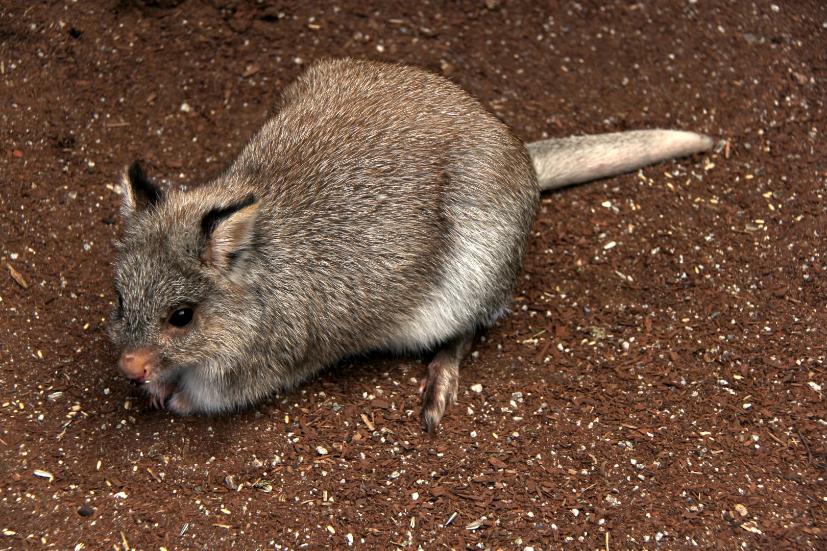 rufous bettong (Aepyprymnus rufescens)