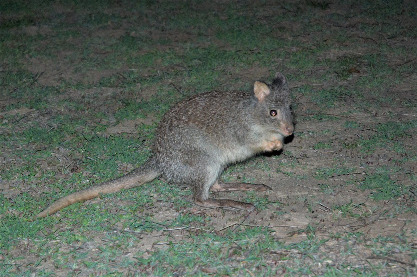 Rufous Bettong (Aepyprymnus rufescens)