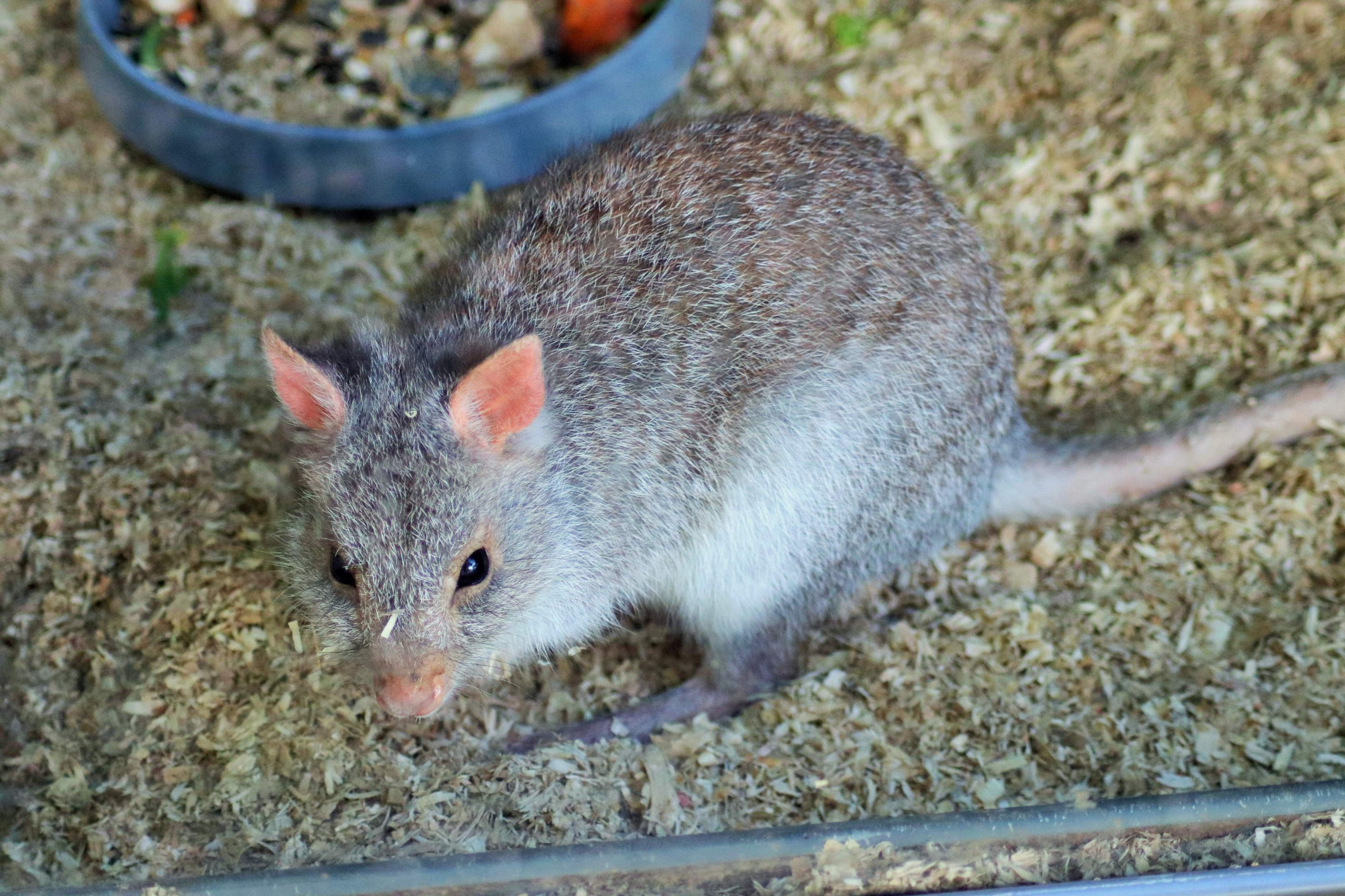 Rufous Bettong (Aepyprymnus rufescens)