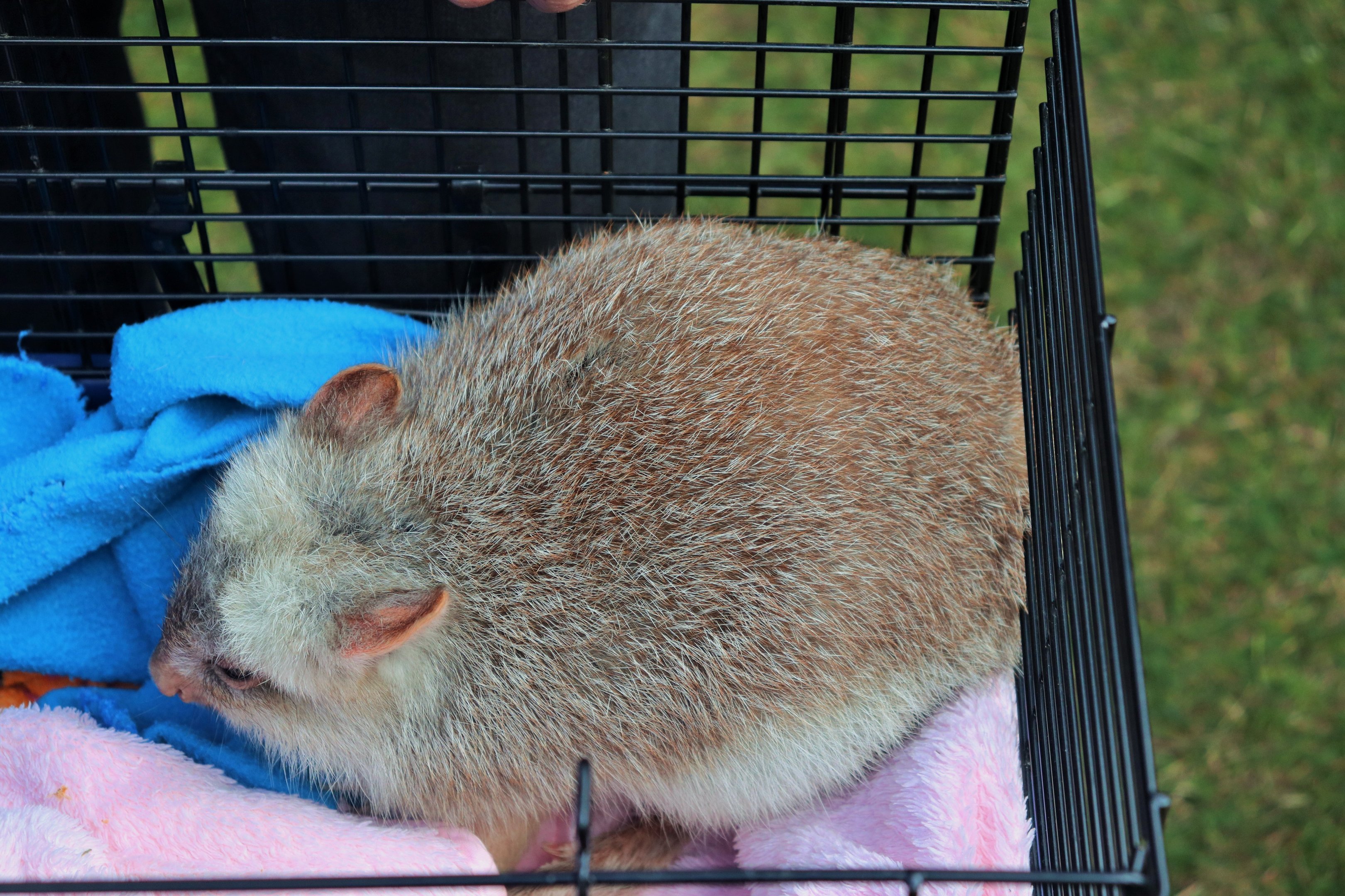 Rufous Bettong (Aepyprymnus rufescens)