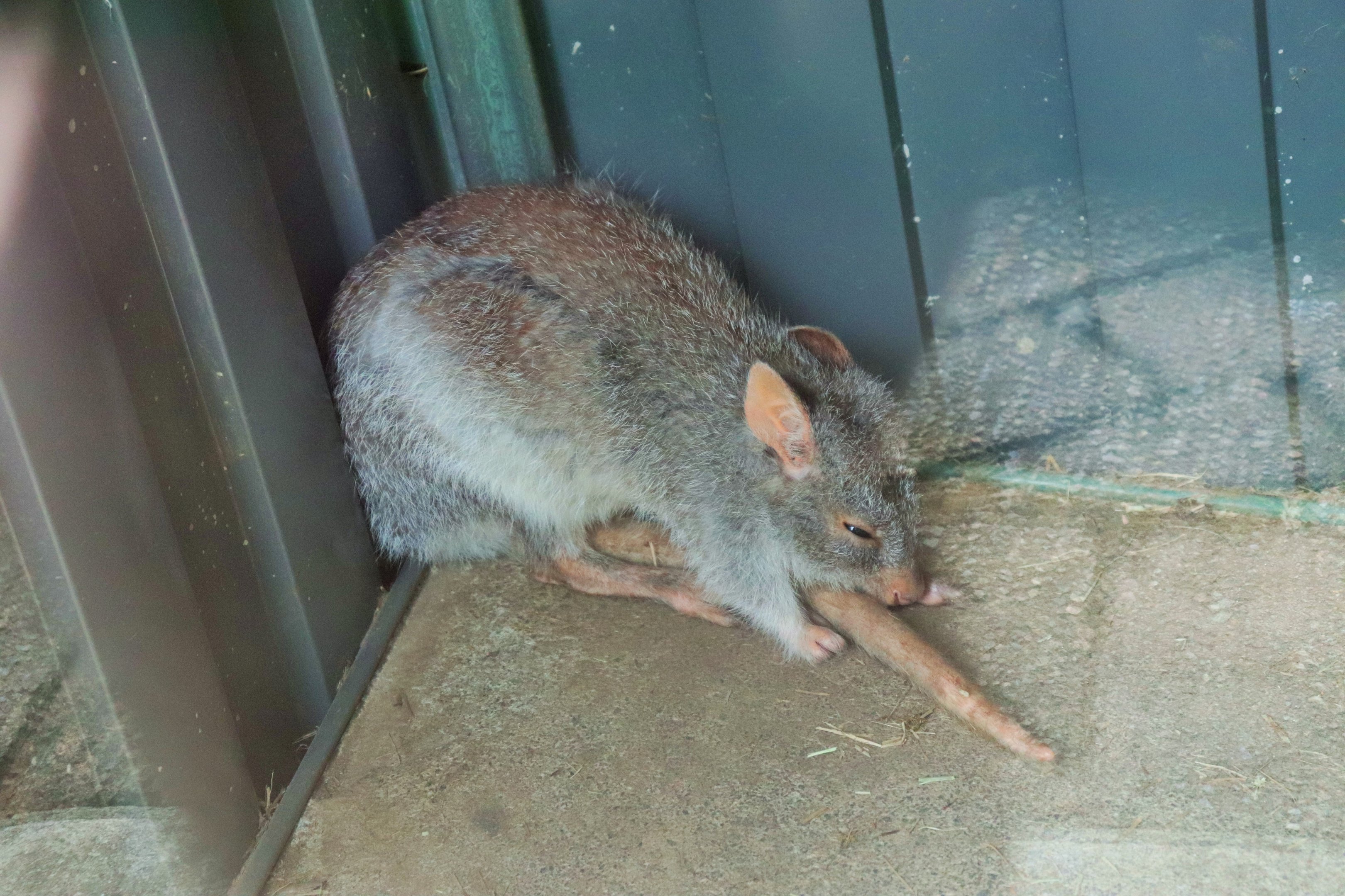 Rufous Bettong (Aepyprymnus rufescens)