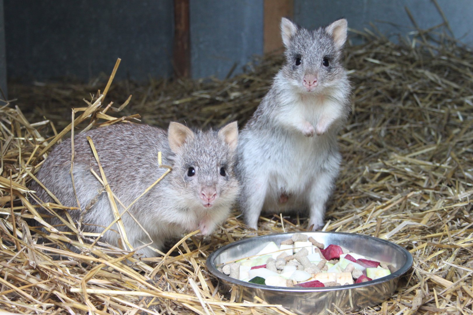 Rufous bettong (Aepyprymnus rufescens)