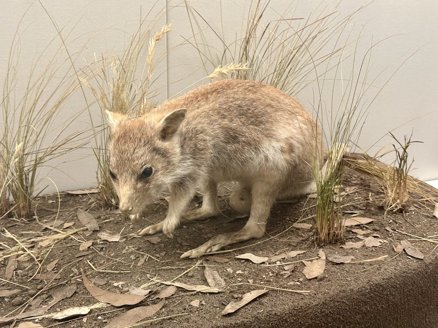 Rufous bettong (Aepyprymnus rufescens)