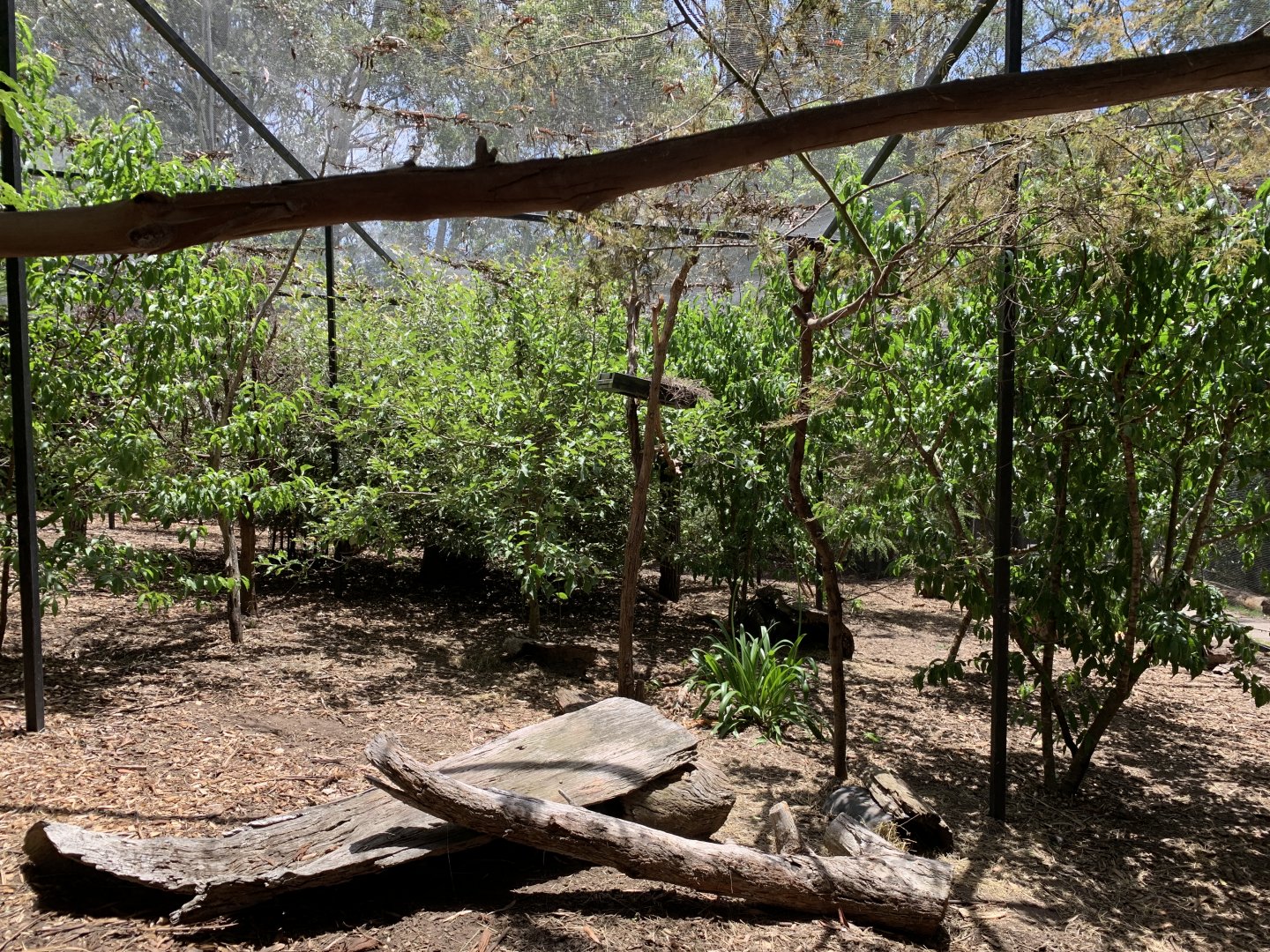 Rufous Bettong Enclosure (Potoroo Palace)
