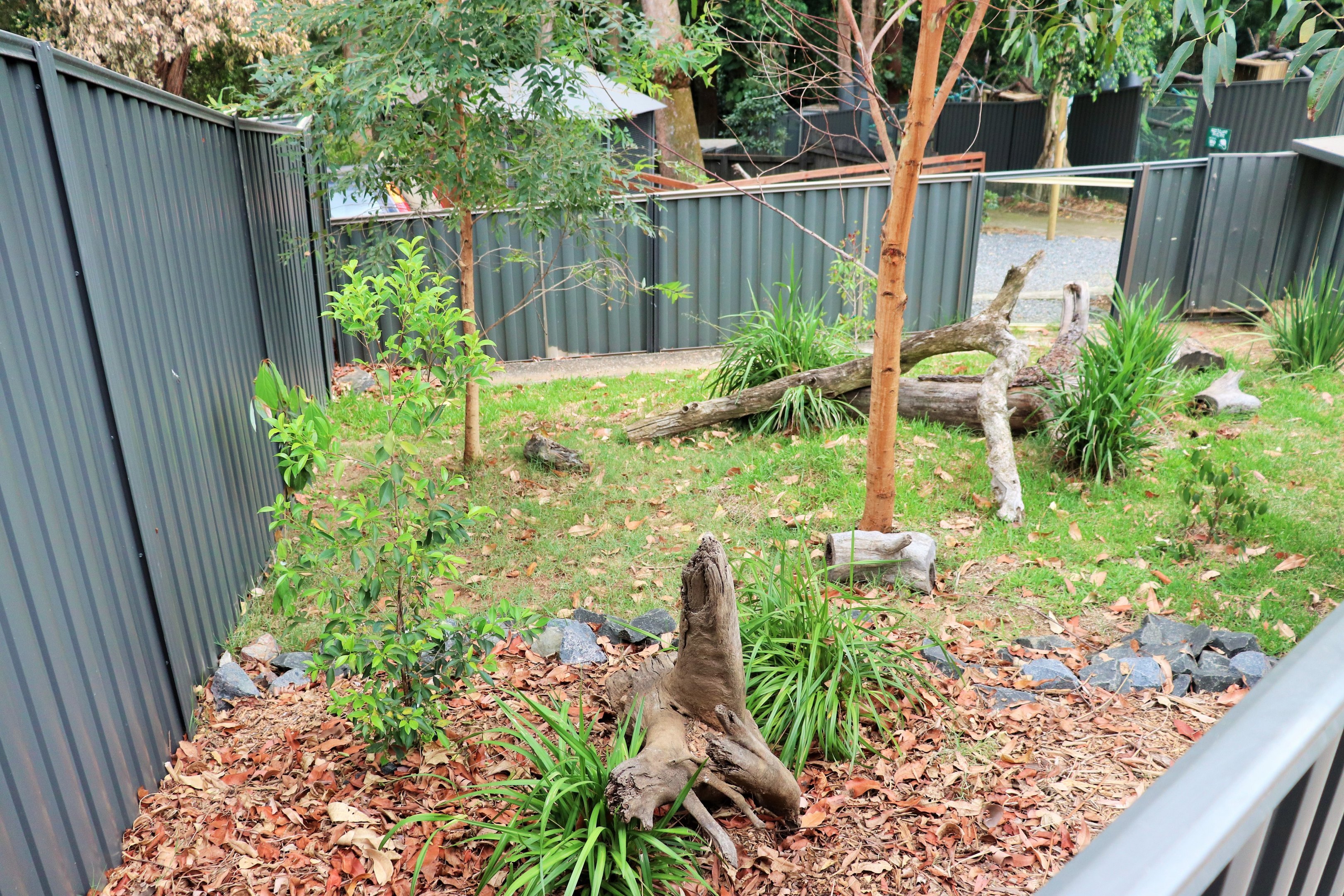 Rufous Bettong Enclosure
