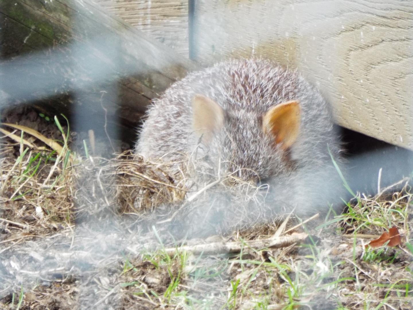 Rufous Bettong, Hamerton