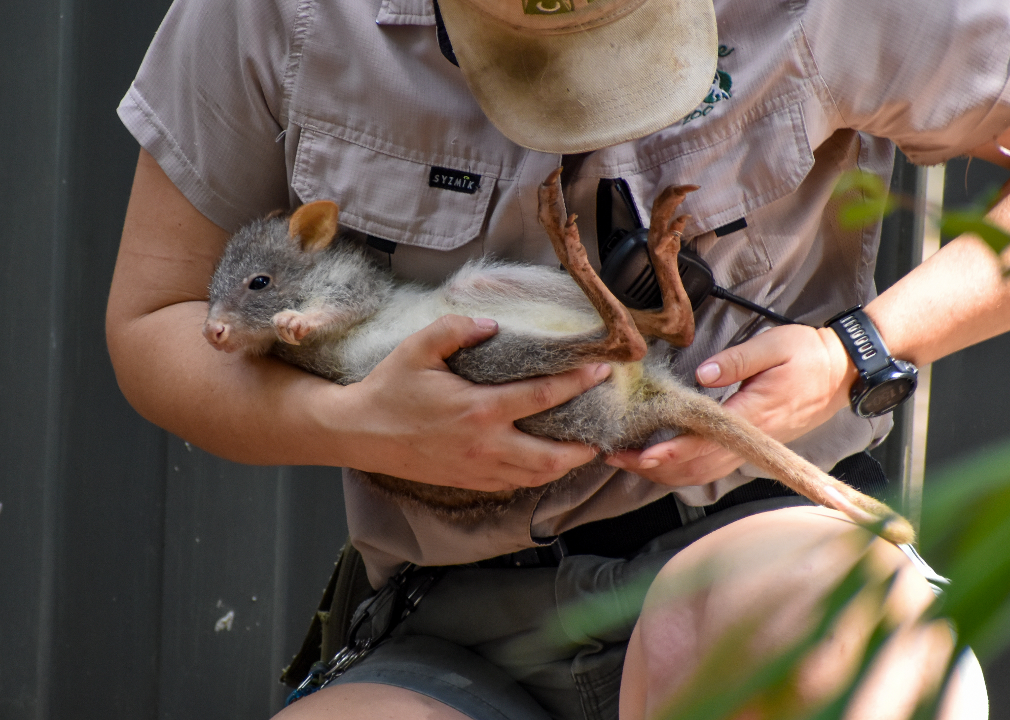 Rufous Bettong with keeper