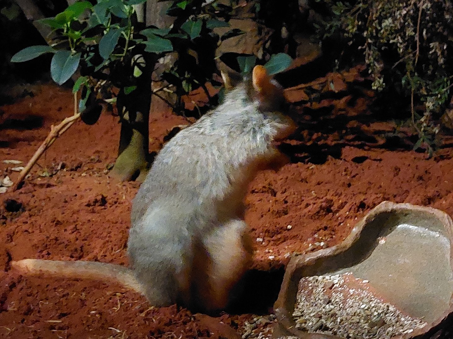 Rufous bettong with offspring