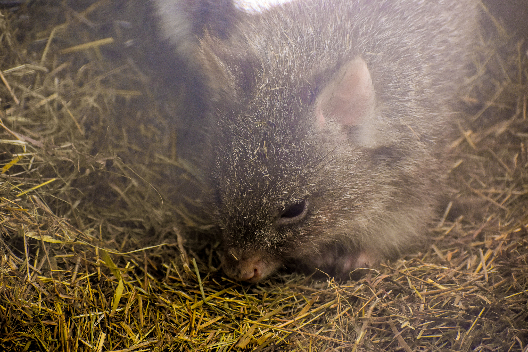 Rufous Bettong