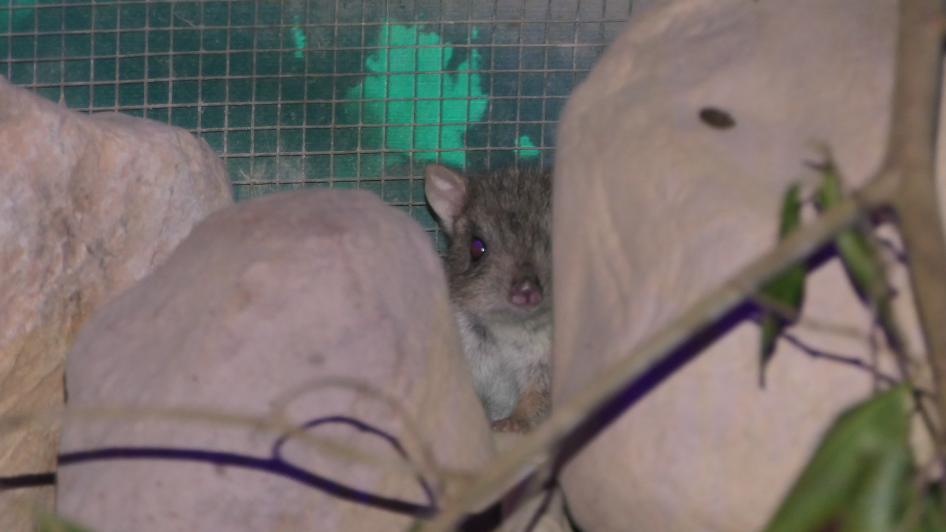 Rufous Bettong