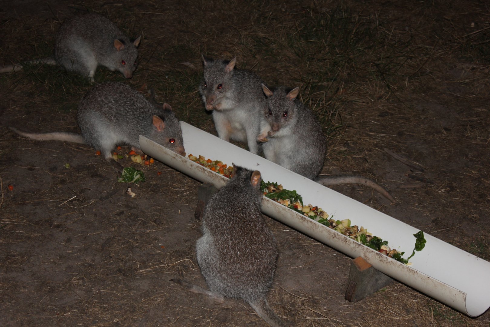 Rufous Bettongs (Aepyprymnus rufescens)