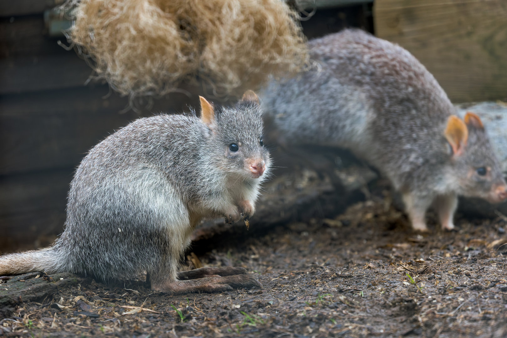 Rufous Bettongs / Hamerton / 12-10-23