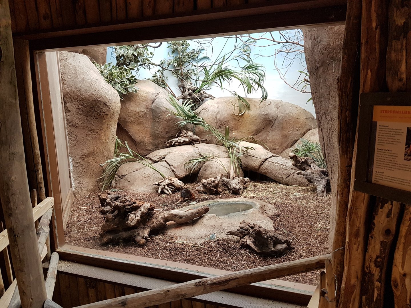 Rufous-black sengi enclosure