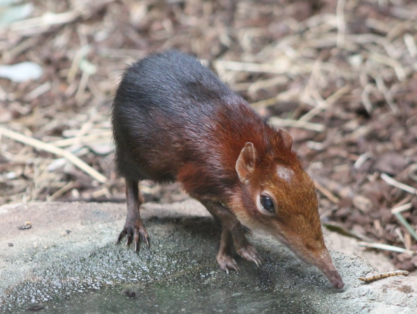 Rufous-black sengi