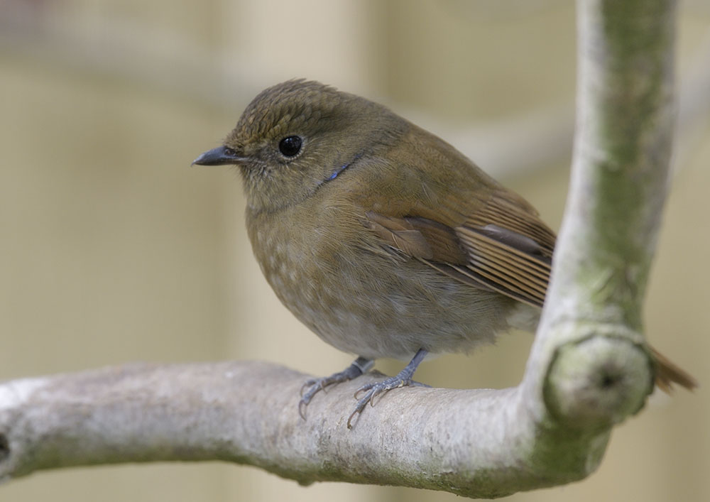 Rufous-breasted niltava