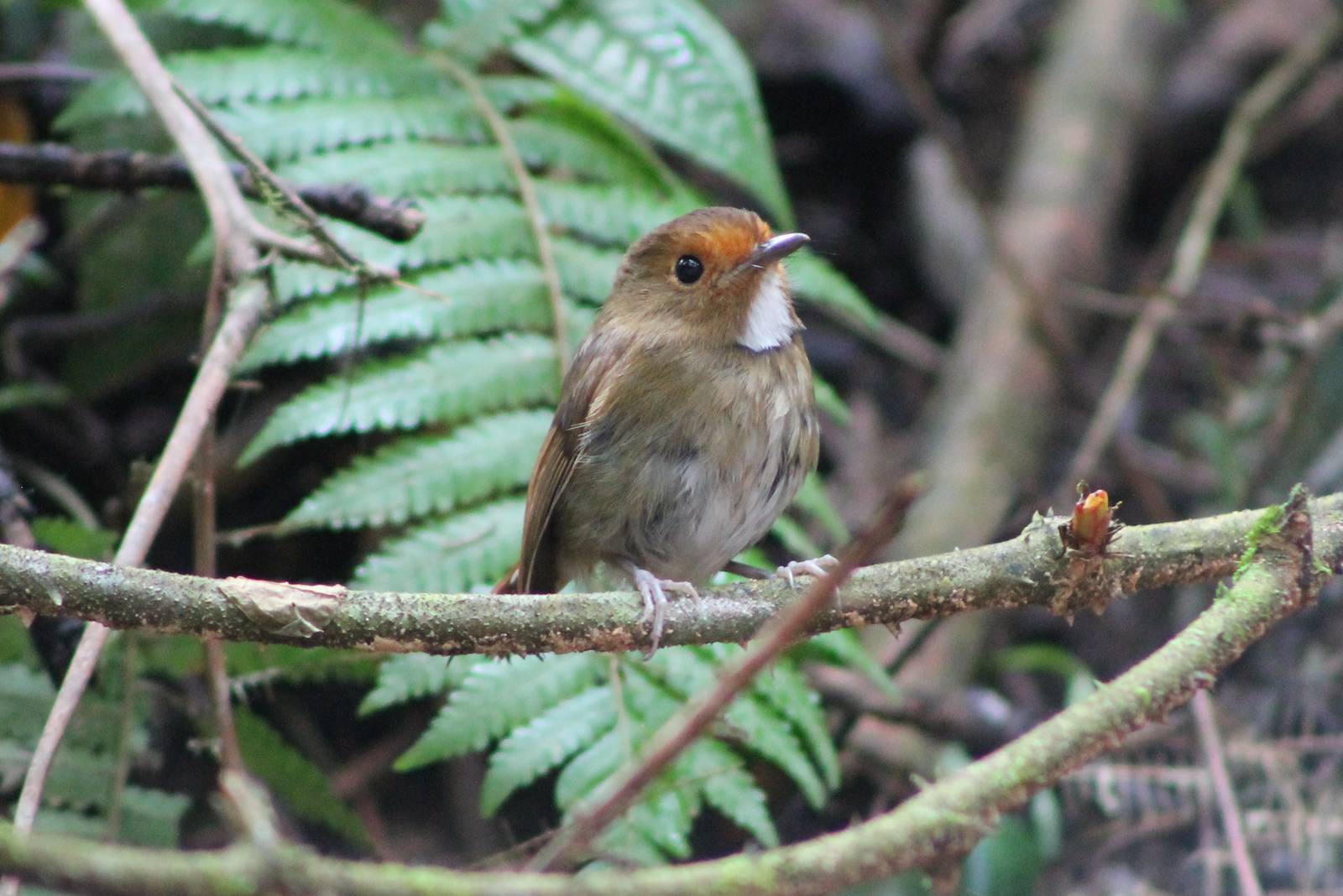 rufous-browed flycatcher (Ficedula solitaris)