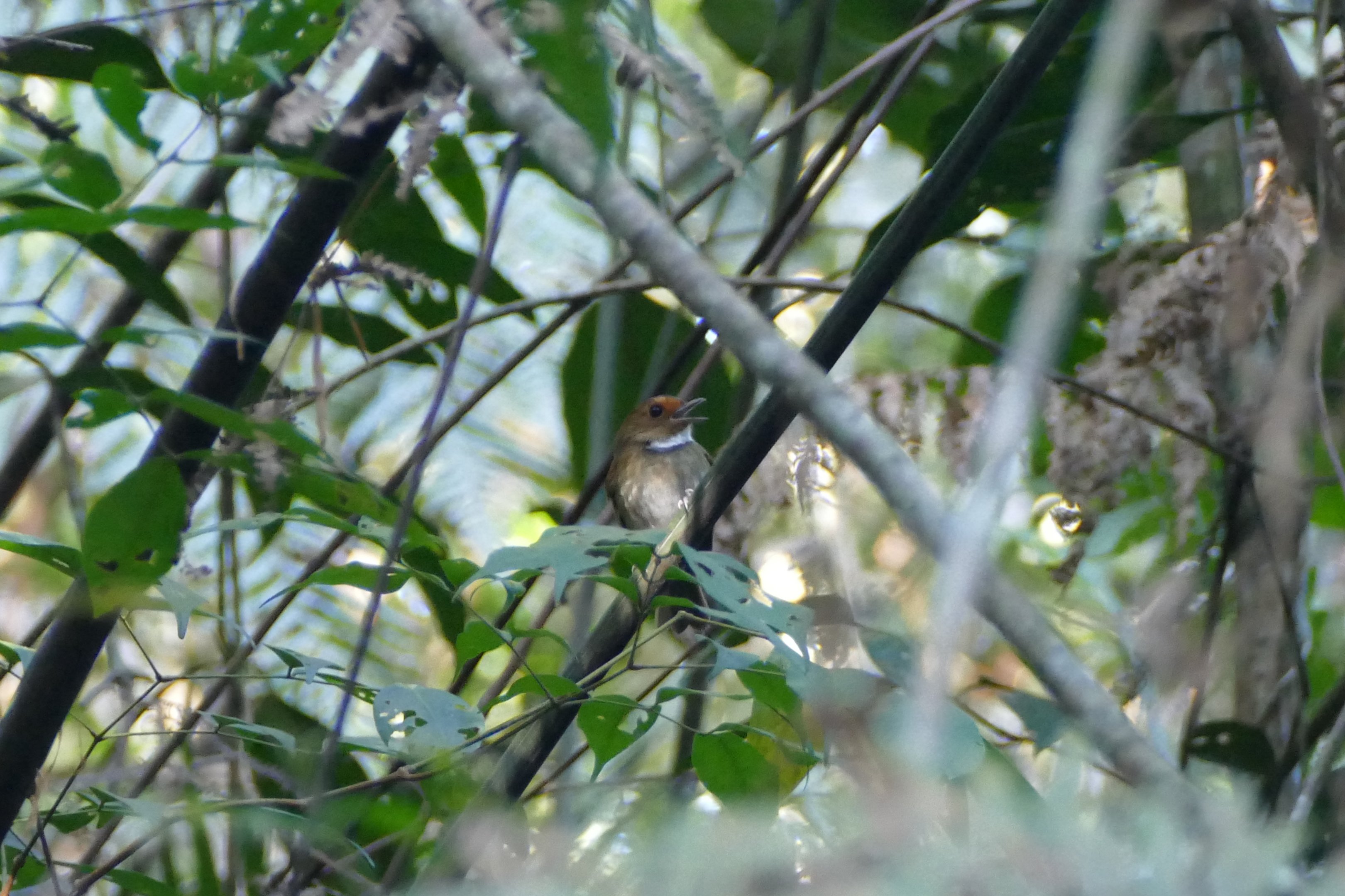 Rufous-browed Flycatcher - Fraser's Hill