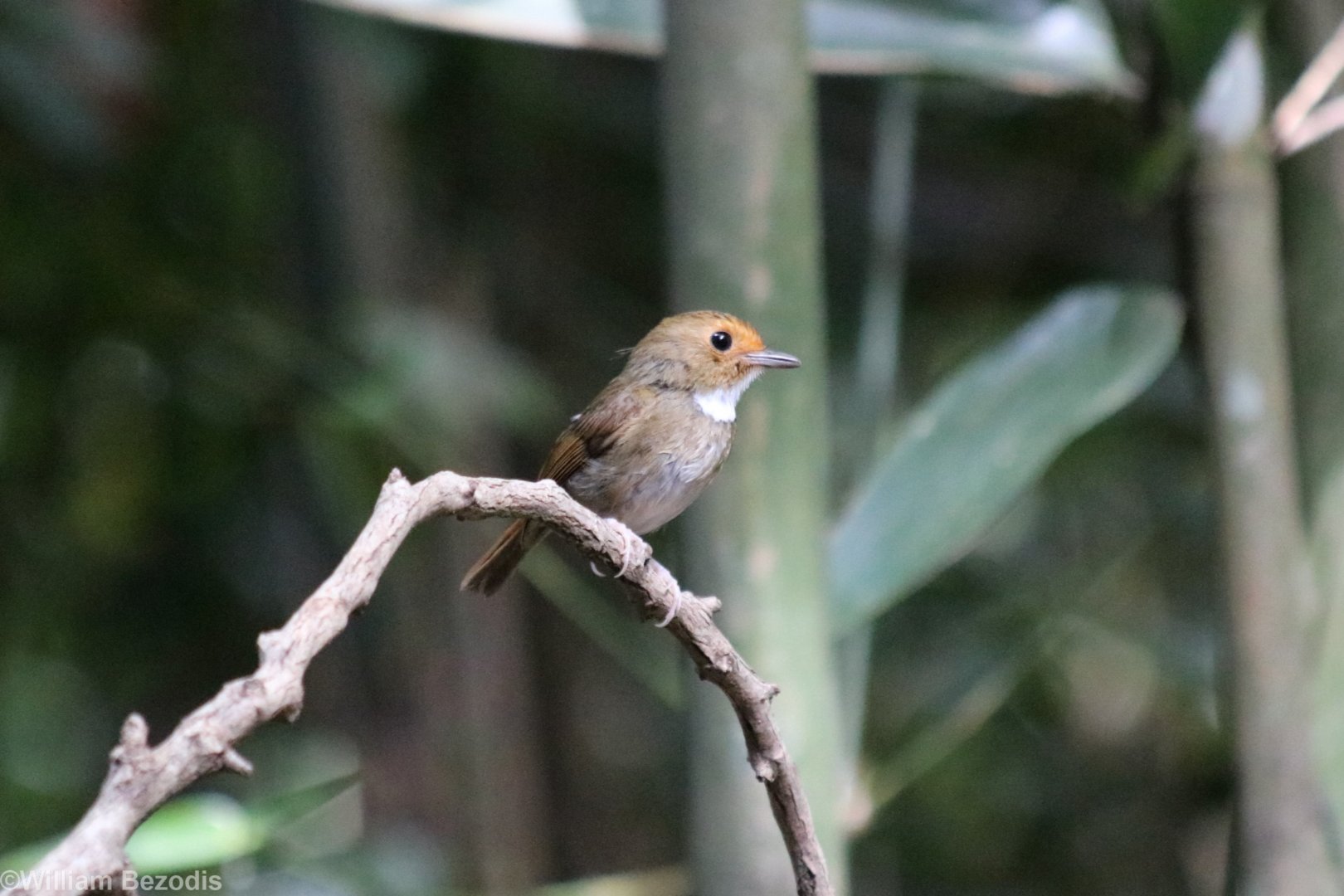 Rufous-browed Flycatcher - Kaeng Krachan National Park