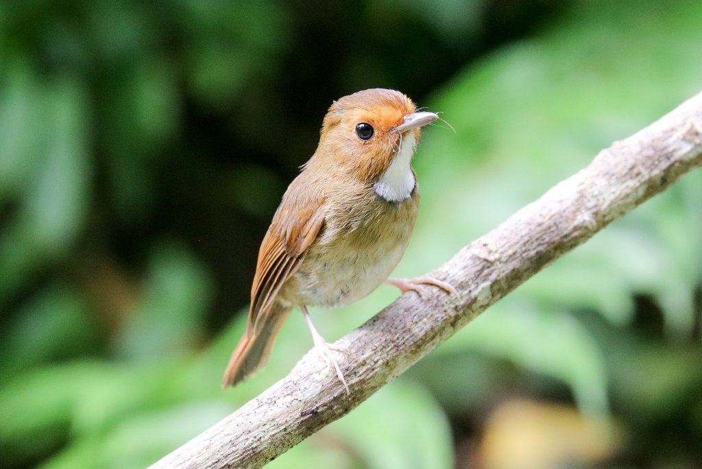 Rufous-browed Flycatcher